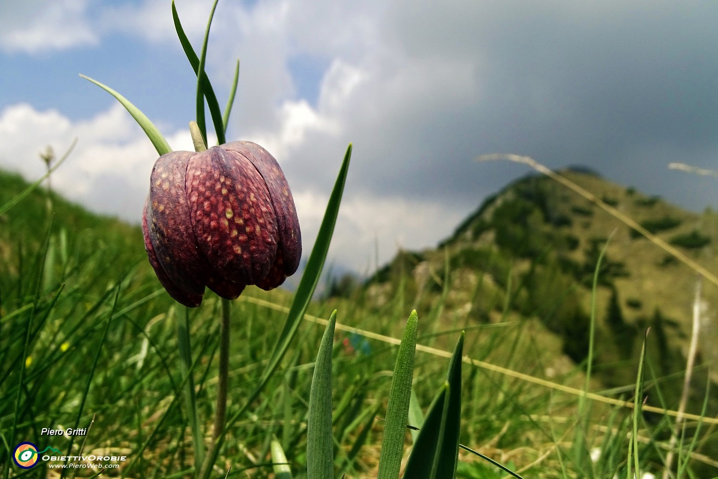 54 Fritillaria al sole !.JPG -                                